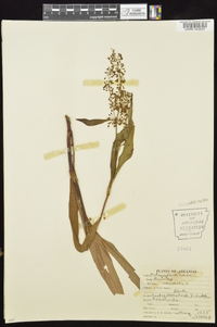 Rumex verticillatus image