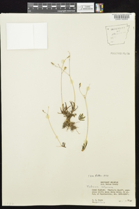 Phemeranthus calycinus image