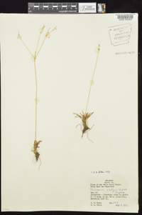 Phemeranthus calycinus image