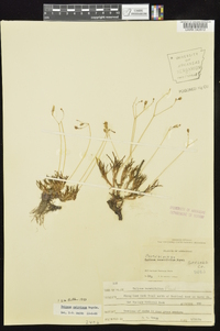 Phemeranthus calycinus image