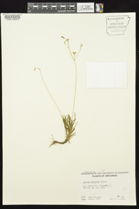 Phemeranthus calycinus image