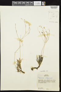 Phemeranthus calycinus image