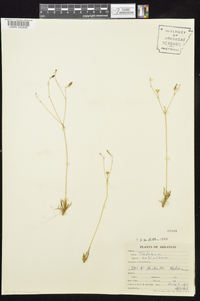 Phemeranthus calycinus image