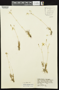 Phemeranthus calycinus image