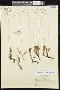 Phemeranthus calycinus image