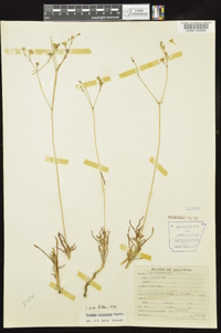 Phemeranthus calycinus image