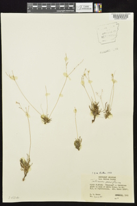 Phemeranthus parviflorus image