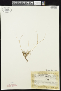 Phemeranthus parviflorus image