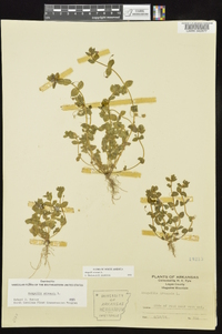 Lysimachia arvensis image