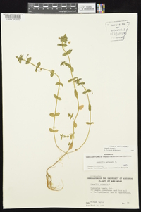 Lysimachia arvensis image