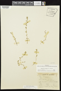 Lysimachia minima image