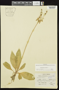 Dodecatheon meadia image