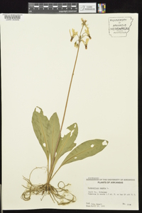 Dodecatheon meadia image