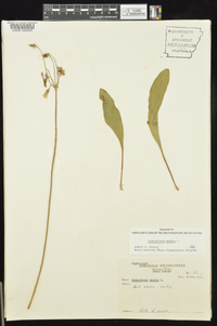 Dodecatheon meadia image