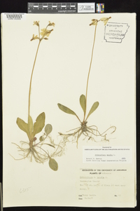 Dodecatheon meadia image