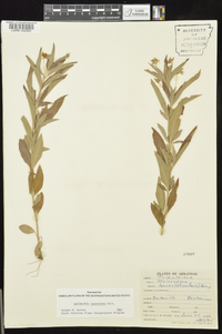 Lysimachia lanceolata image