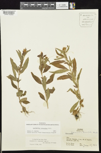 Lysimachia lanceolata image