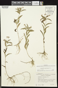 Lysimachia lanceolata image