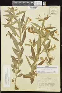 Lysimachia lanceolata image