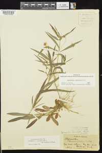 Lysimachia lanceolata image