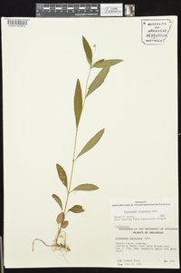 Lysimachia lanceolata image