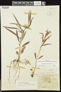 Lysimachia lanceolata image