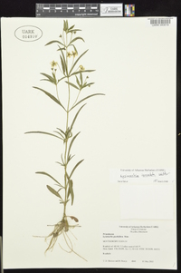 Lysimachia lanceolata image