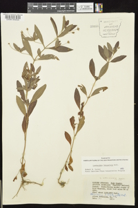 Lysimachia lanceolata image