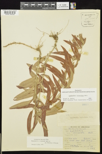 Lysimachia lanceolata image