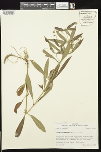 Lysimachia lanceolata image