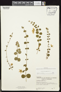 Lysimachia nummularia image