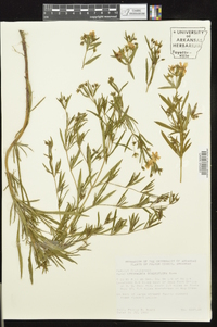 Lysimachia quadriflora image