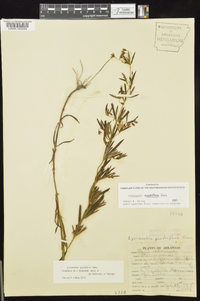 Lysimachia quadriflora image