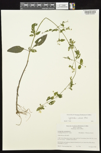 Lysimachia radicans image