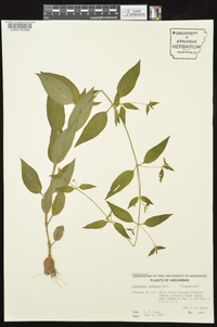 Lysimachia radicans image