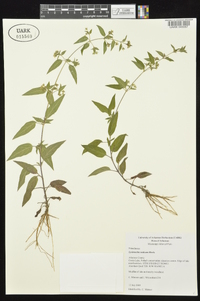 Lysimachia radicans image