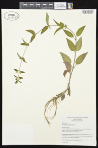 Lysimachia radicans image