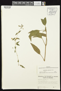 Lysimachia radicans image