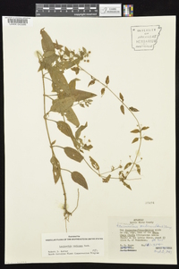 Lysimachia radicans image