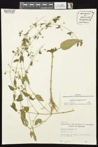 Lysimachia radicans image