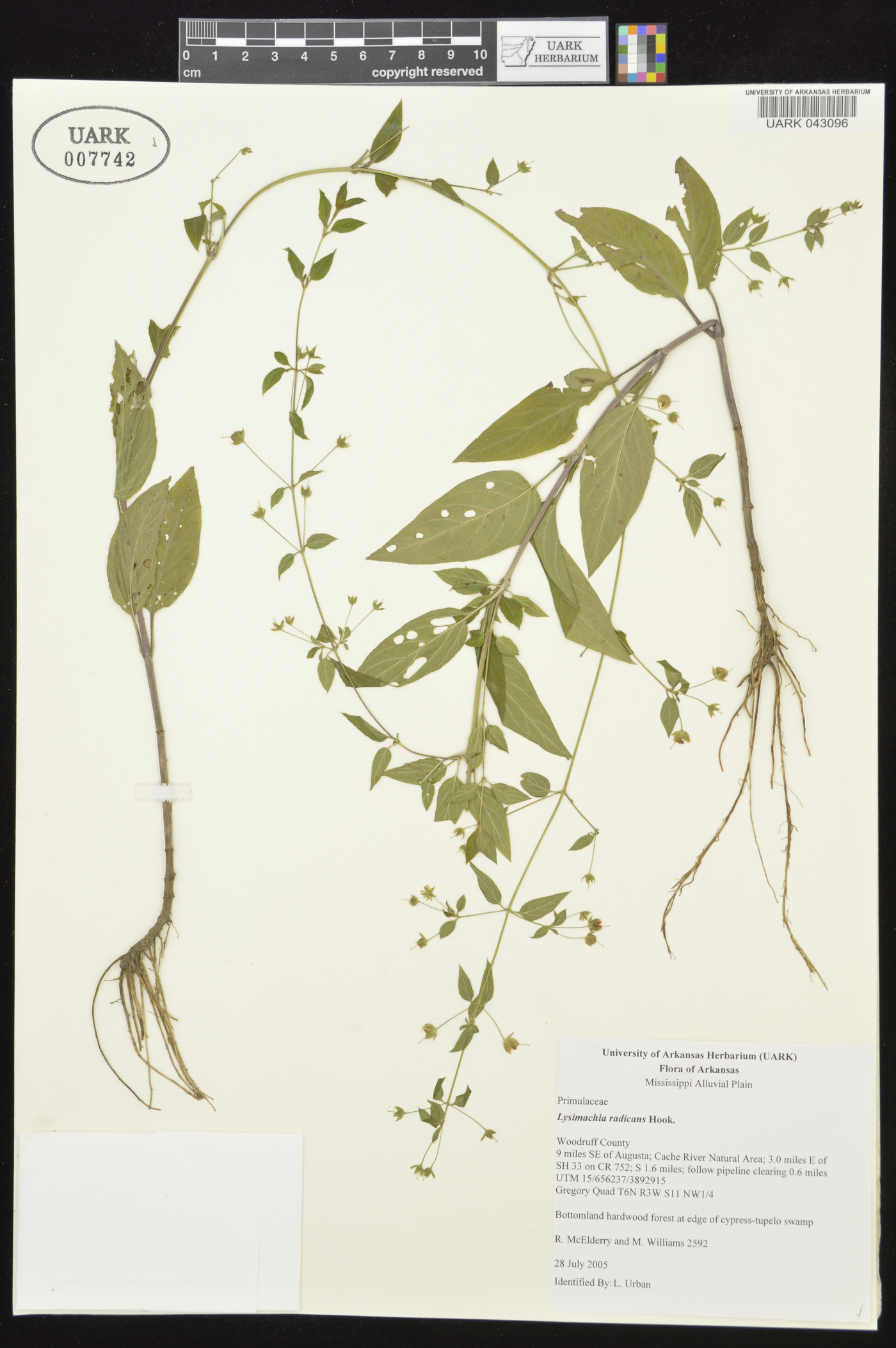 Lysimachia radicans image