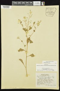 Samolus parviflorus image