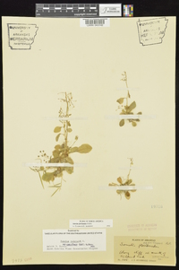 Samolus parviflorus image