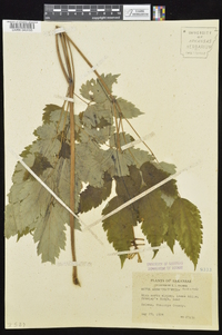 Actaea pachypoda image