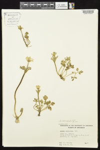 Anemone berlandieri image