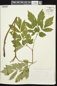 Actaea racemosa image