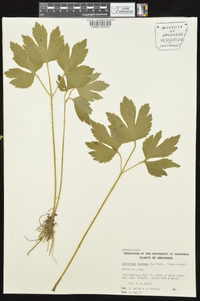 Actaea racemosa image