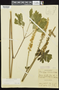 Actaea racemosa image