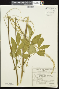 Actaea racemosa image