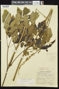 Actaea racemosa image